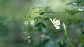 素馨——附郭烟村十万家，家家衣食素馨茶|植物小课堂015