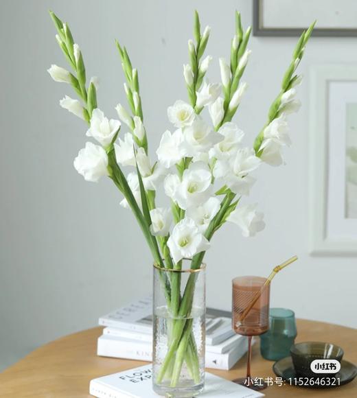 白剑兰 商品图0