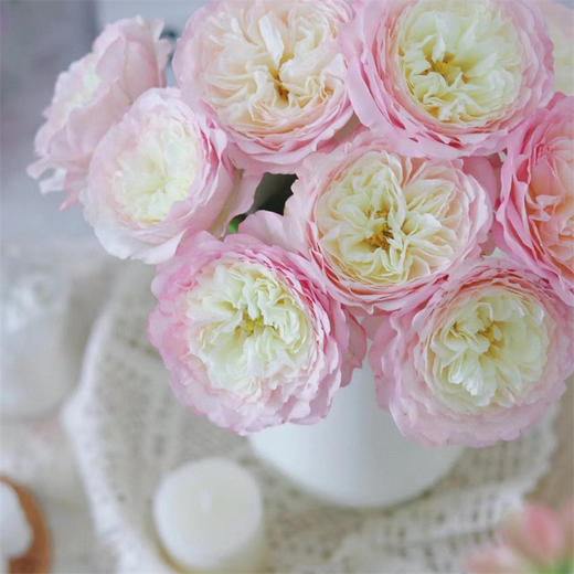 同城甄选玫瑰凯拉10支 商品图1