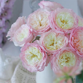 同城甄选玫瑰凯拉10支