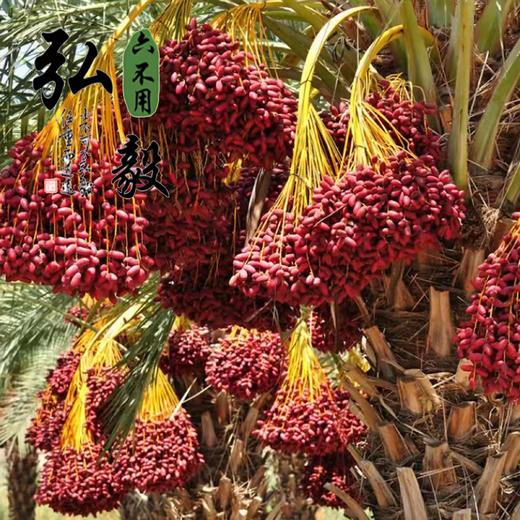 六不用 椰枣 500克/份 【弘毅生态农场】 商品图2