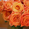 国产单头玫瑰欢乐颂10支 商品缩略图1