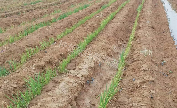 南阳新野移栽缓苗