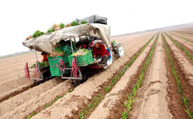 麦茬葱栽大葱的种植方法和注意事项