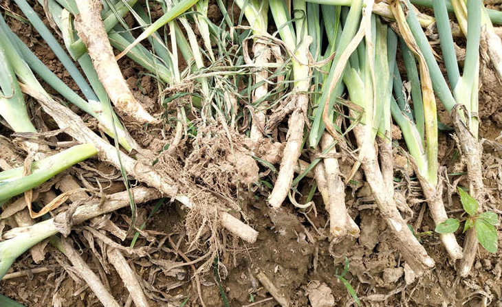 大葱烂根防护不到位