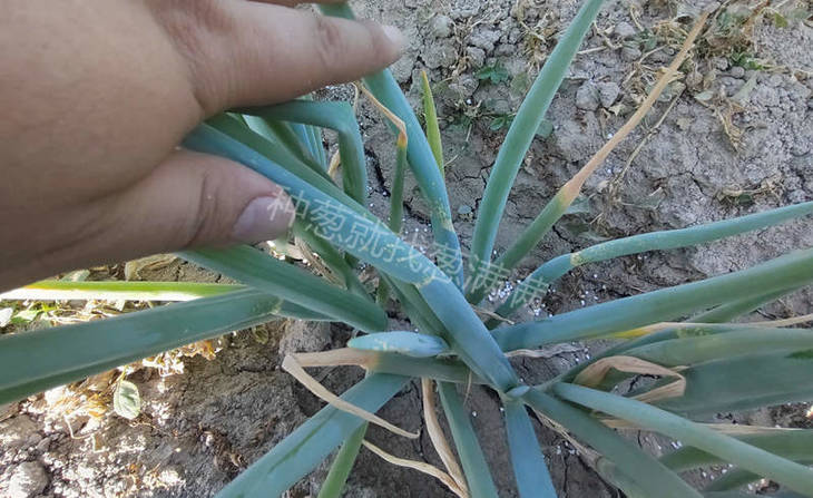 大葱重茬病虫害