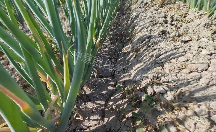 重茬地块种植的大葱