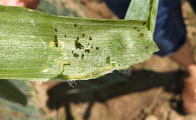 大葱上的青虫打什么药?怎么打?