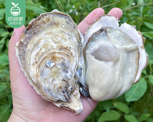 山东乳山生蚝3+（约2kg/箱 11-13个）赠送蚝刀 商品图3