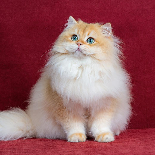 长毛金渐层 商品图0