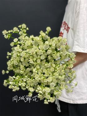 荷兰进口星芹花期长10支