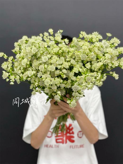 荷兰进口星芹花期长10支 商品图3