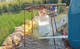 夏天栽葱后什么时候浇水?大葱怎样正确浇水?