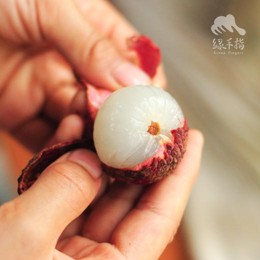 生态槐枝荔枝 | 合作生产 * Eco-litchi | Coproduction 商品图3