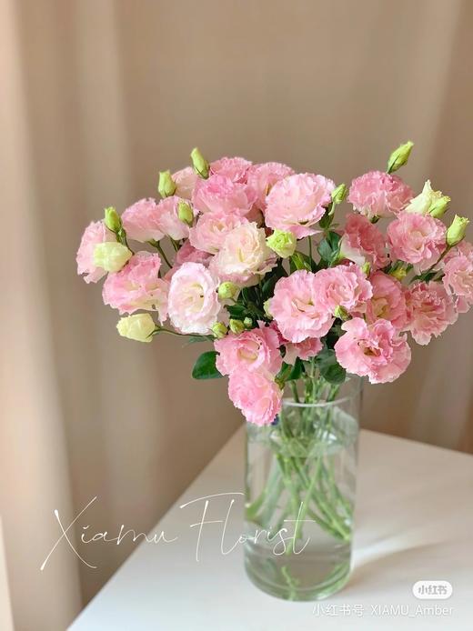 A阳光粉桔梗 商品图0