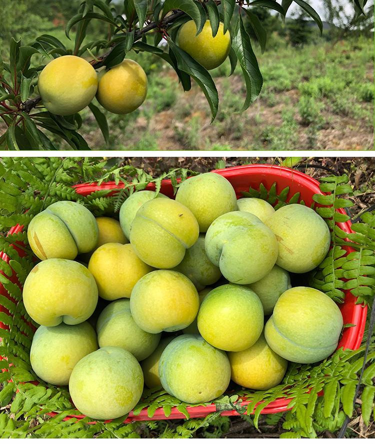 会员315斤正宗贵州镇宁县蜂糖李