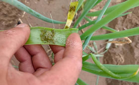 大葱青虫怎么防治?