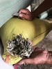 【随身灸/艾柱/艾条】有烟蕲艾条艾柱艾灸盒随身灸陈年纯艾绒艾草正品灸具艾灸家用 商品缩略图12