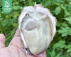山东乳山生蚝3+（约2kg/箱 11-13个）赠送蚝刀 商品缩略图4
