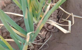 大葱霜霉病夏季多发，应该如何防治