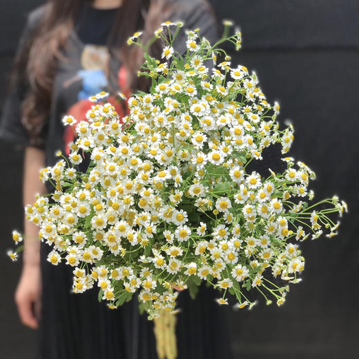 洋甘菊（活动品） 商品图2