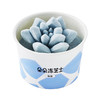 朵朵冻芝士-海盐味 商品缩略图0