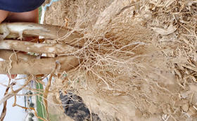 种植大葱做好这几步,养出大葱好根系