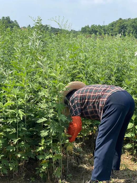 【随身灸/艾柱/艾条】有烟蕲艾条艾柱艾灸盒随身灸陈年纯艾绒艾草正品灸具艾灸家用 商品图9