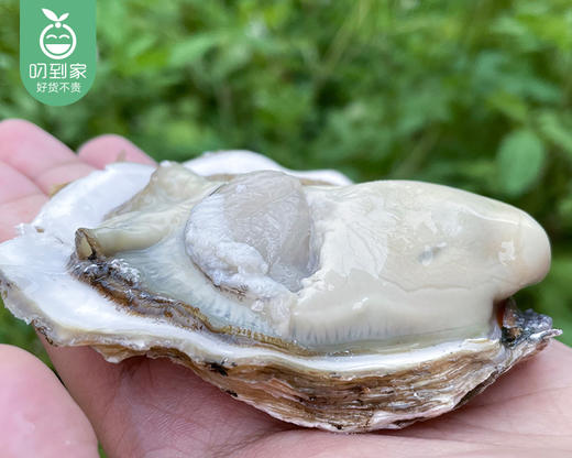 山东乳山生蚝3+（约2kg/箱 11-13个）赠送蚝刀 商品图2