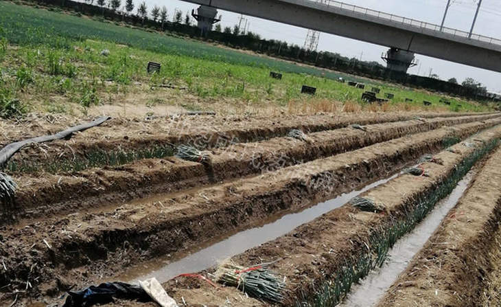 移栽浇水湿插法