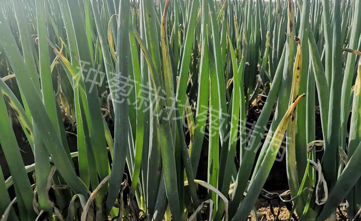 灰霉病重症实拍