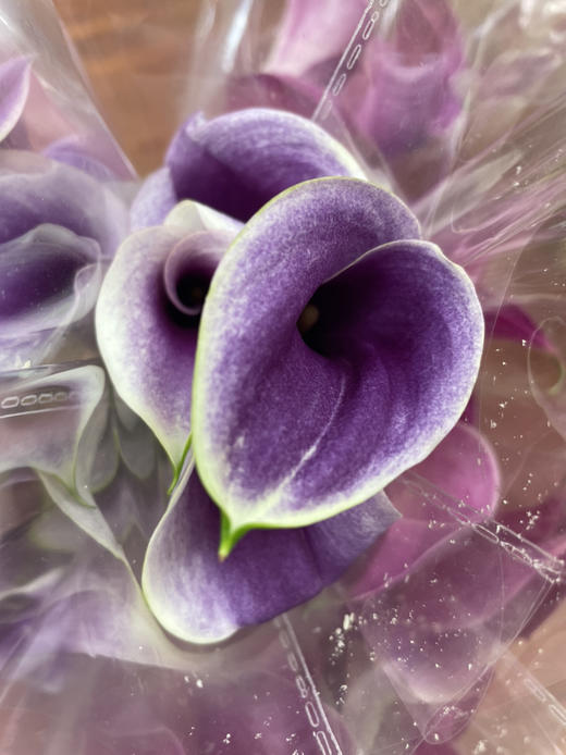 【马蹄莲】国产  紫白色（毕加索） 5枝/扎 商品图3