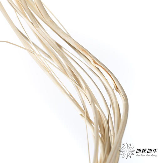 永生花材 ｜ 曲柳白 商品图2