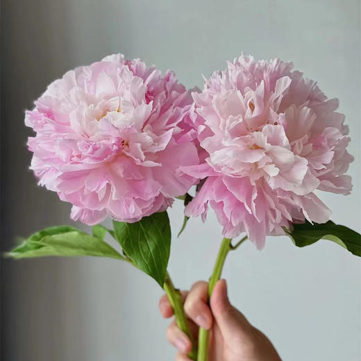 新娘出浴精品芍药花5支 商品图4