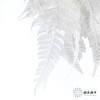 永生花材 ｜ 蕨叶白月光 商品缩略图2