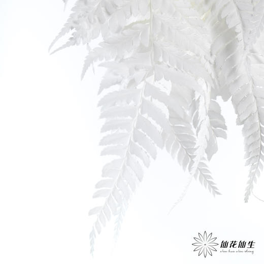 永生花材 ｜ 蕨叶白月光 商品图2
