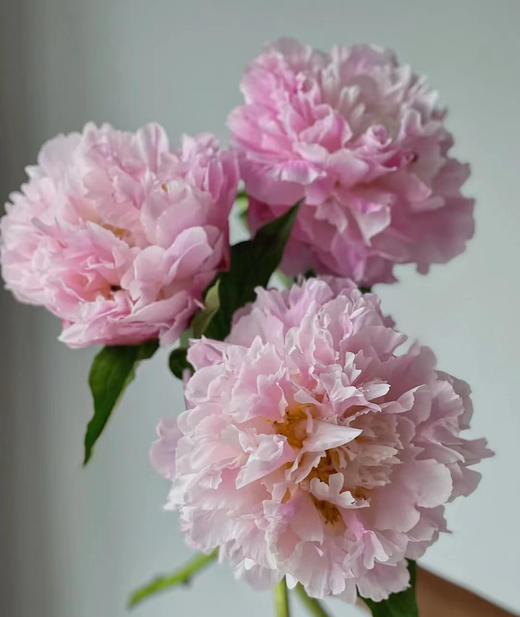 新娘出浴精品芍药花5支 商品图3