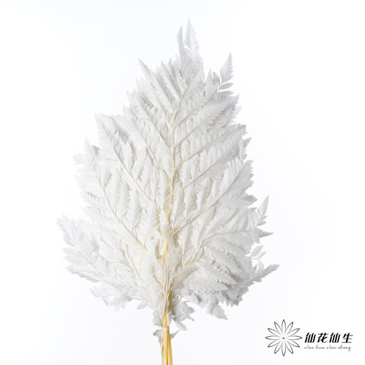 永生花材 ｜ 高山羊齿皓月白 商品图3
