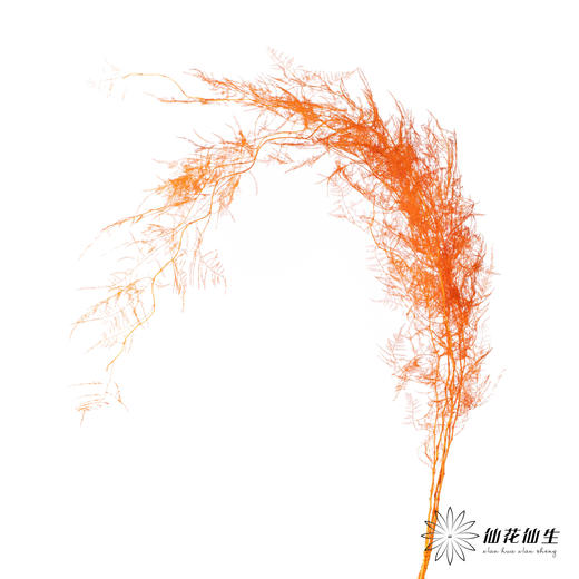 永生花材 ｜ 文竹卡曼橙 商品图3
