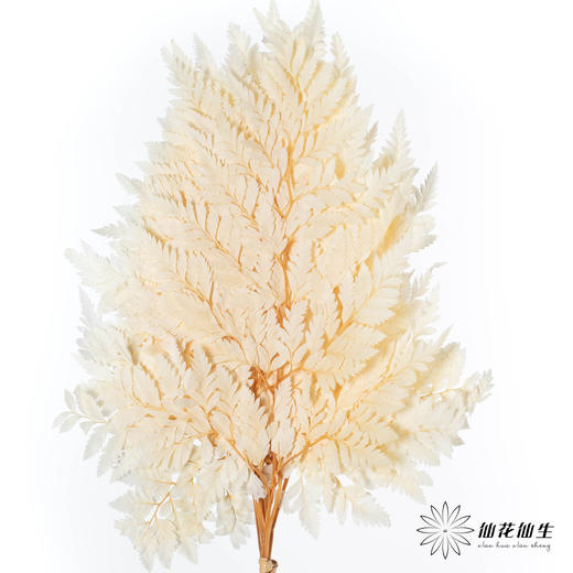 永生花材 ｜ 高山羊齿鹅黄 商品图2