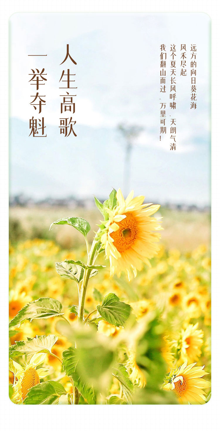 一举夺葵乳酪芝士蛋糕