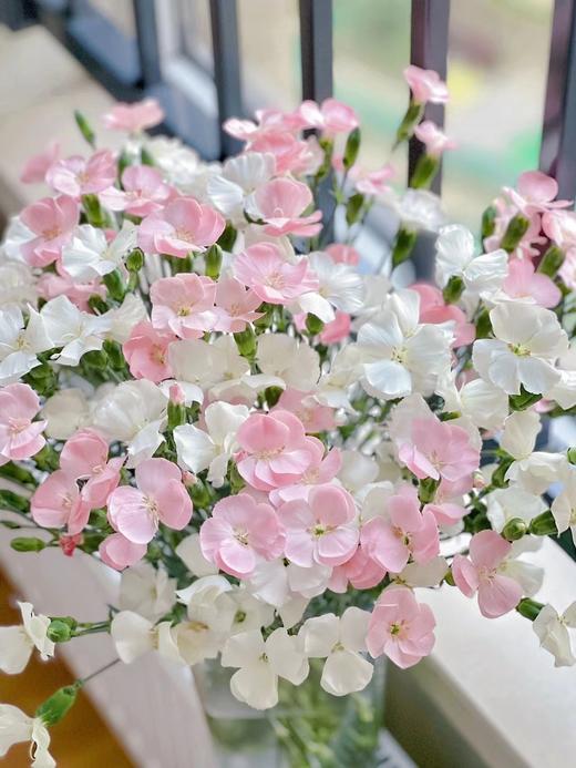 【周四秒杀】混搭蝴蝶多丁10枝49.8元 商品图1