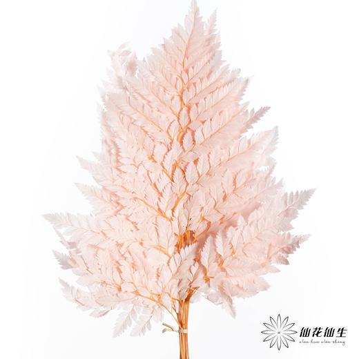永生花材 ｜ 高山羊齿樱花粉 商品图3