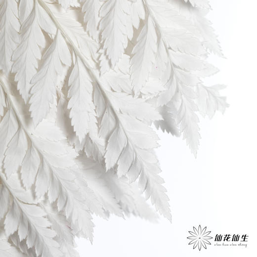 永生花材 ｜ 高山羊齿皓月白 商品图1