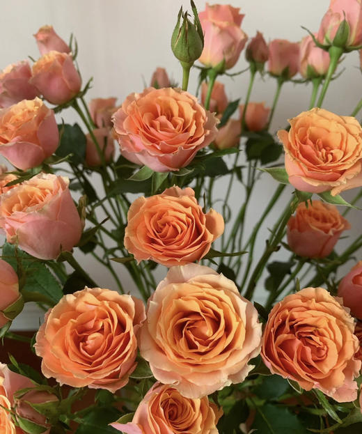 昆明玫瑰宝贝爱人多头10支扎a级