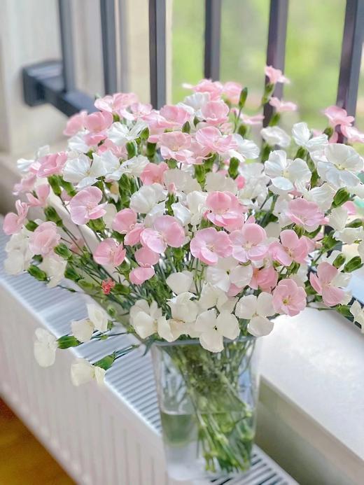 【周四秒杀】混搭蝴蝶多丁10枝49.8元 商品图0