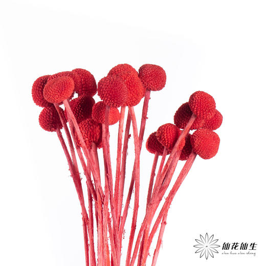 永生花材 ｜ 黄金球宝石红 商品图2