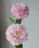 新娘出浴精品芍药花5支 商品缩略图5