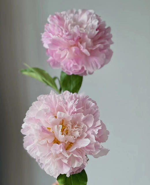 新娘出浴精品芍药花5支 商品图5