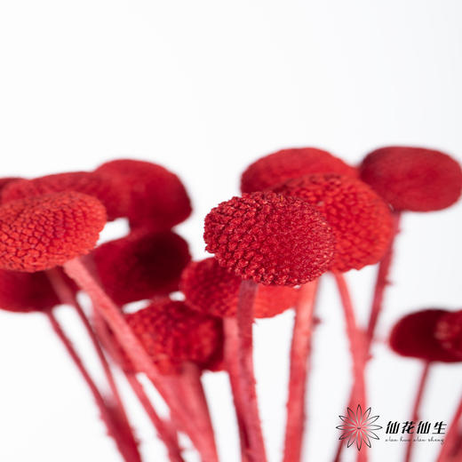 永生花材 ｜ 黄金球宝石红 商品图1